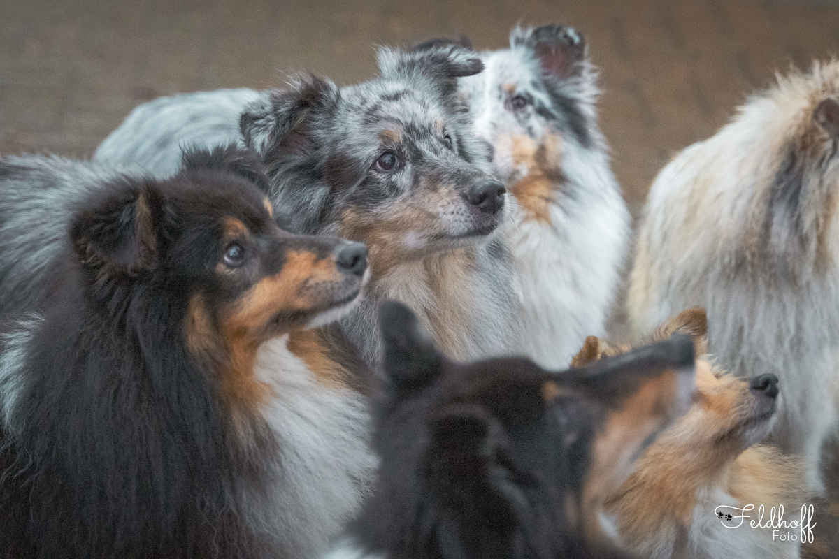 Shelties