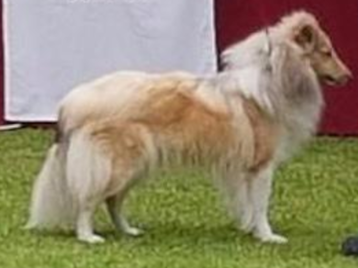Dunja