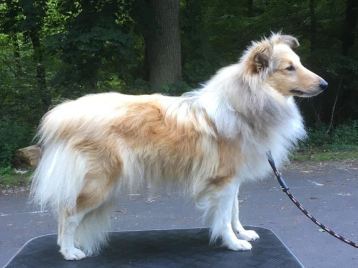 Dunja