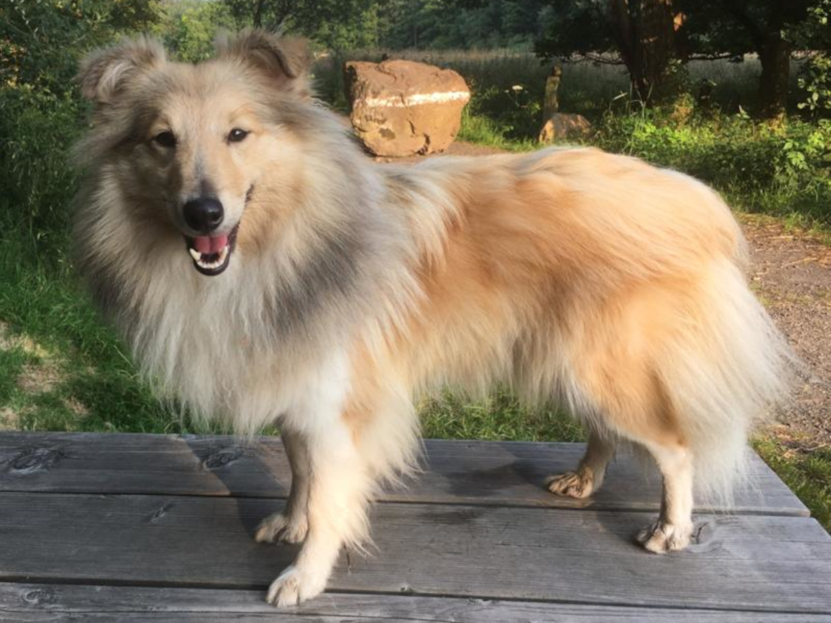 Dunja