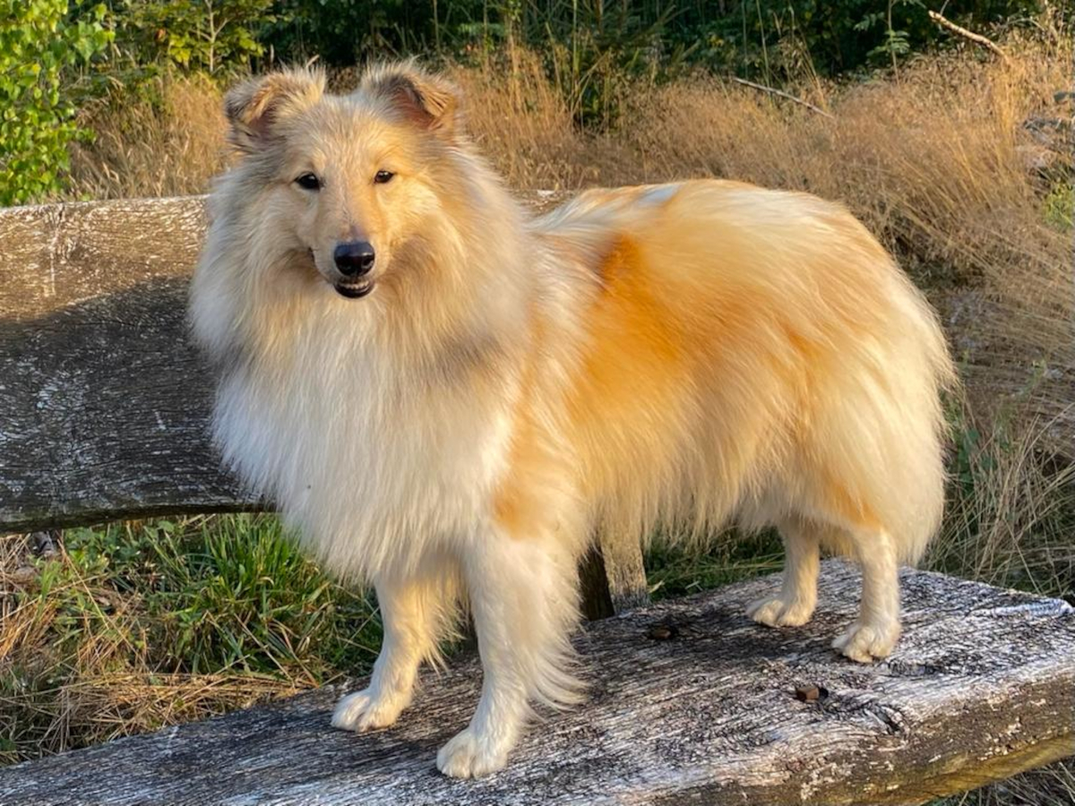Dunja