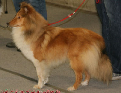 Kimmi