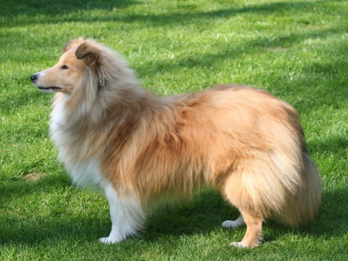 Luca