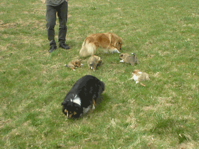 Gina und Tandy mit Welpen