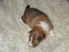 Percy 11.Tag