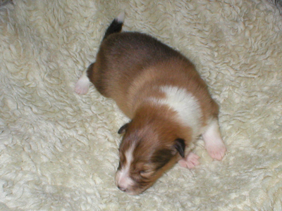 Percy 11.Tag