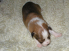 Pollux 11.Tag