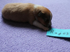 Rajos 9. Tag