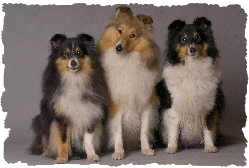 Unsere Shelties