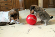 Ballspiel