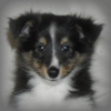 Uschi
