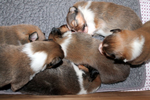 Kuscheln