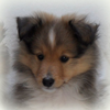 Vasko
