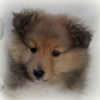 Vilou