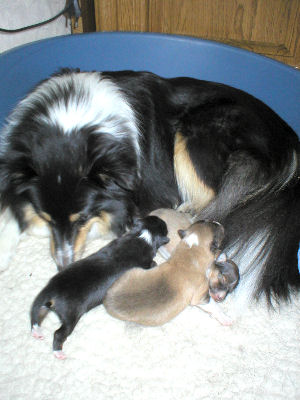Nora mit Welpen 4.Tag