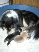 Nora mit Welpen 4.Tag