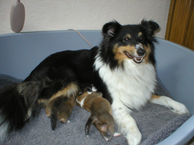 Max und Moritz 6.Tag