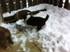 Wir lieben den Schnee