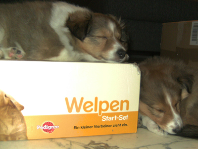 Knochen