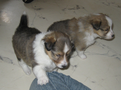 Prisca und Pollux