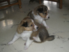 Percy und Pepe