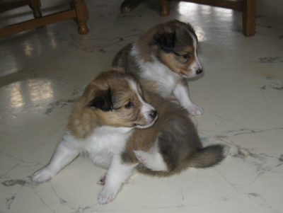 Percy und Pepe