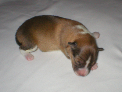 Percy 4.Tag