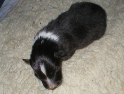 Quinn