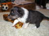 Quattro