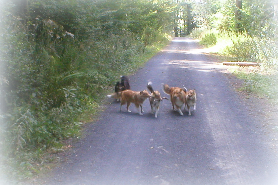 Sheltietreffen 2003
