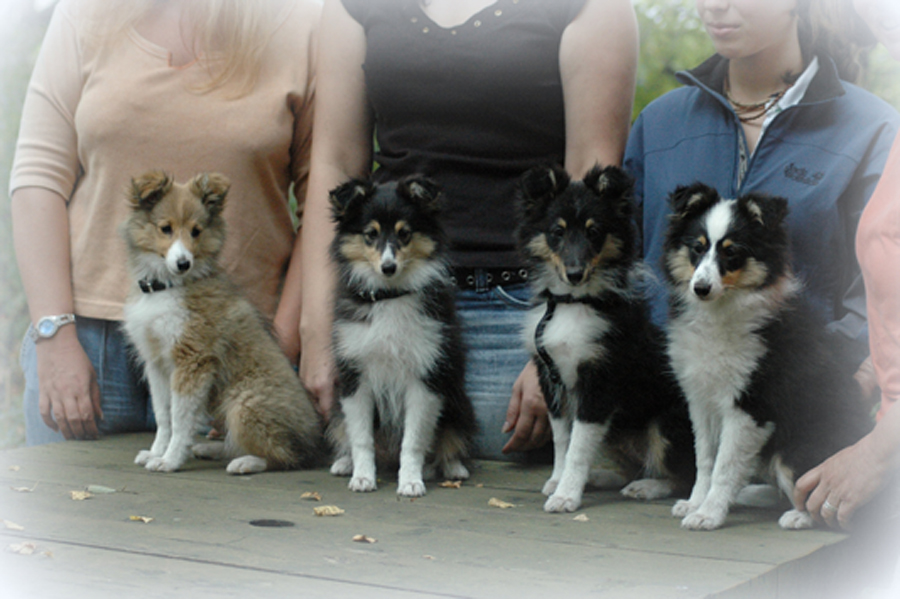 Sheltietreffen 10.09.2005