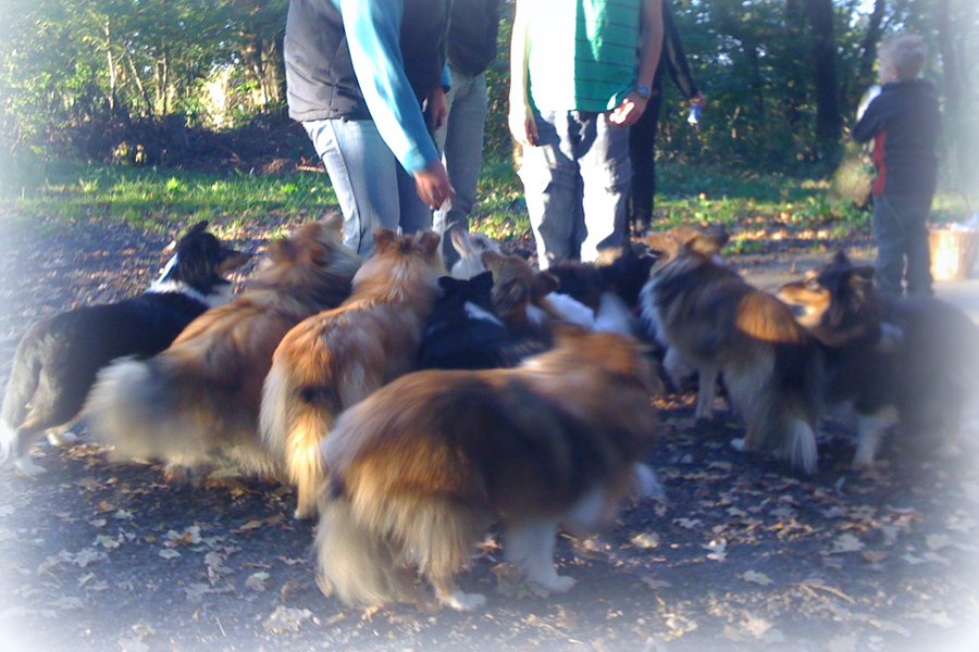 Sheltietreffen 27.09.2008