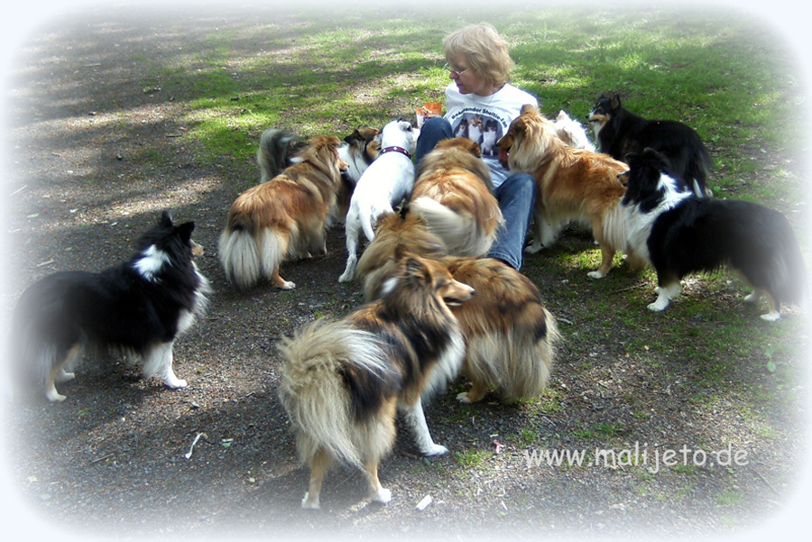 Sheltietreffen 29.05.2010